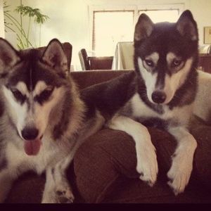 Meet your Posher, Adam